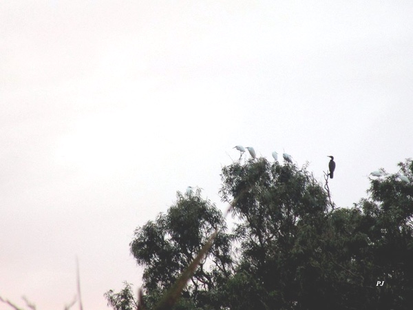Vendìcari, Garzette e un cormorano sugli alberi