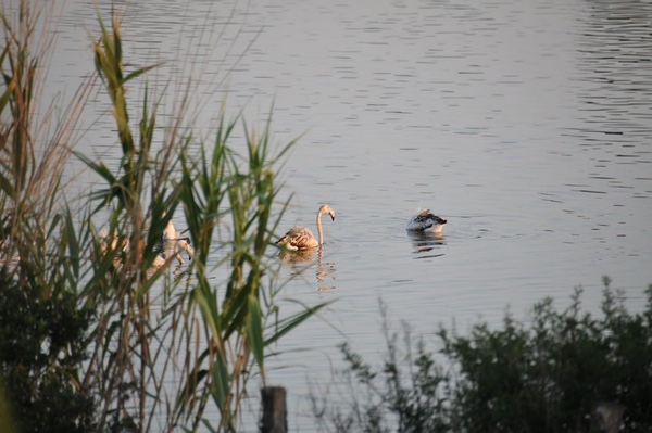 Fenicotteri all'Isola delle Correnti